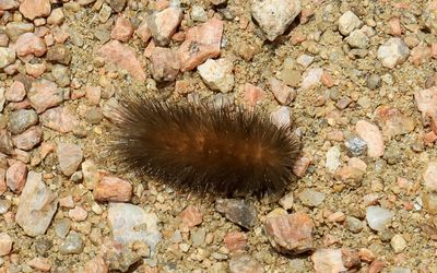 A caterpillar on a trail in Lyndon B. Johnson HP