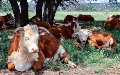 Descendants of LBJ Hereford cattle herd in the Ranch District in Lyndon B. Johnson HP