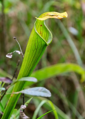 Big Thicket National Preserve  Texas