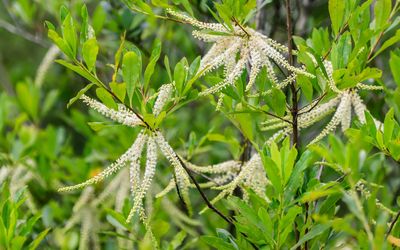 Small flowers on a tree along the Pitcher Plant Trail in Big Thicket National Preserve
