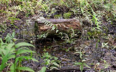 Log in a small pond along the Pitcher Plant Trail in Big Thicket National Preserve