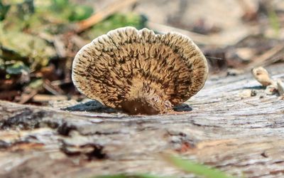 Fungus on a downed tree along the Pitcher Plant Trail in Big Thicket National Preserve