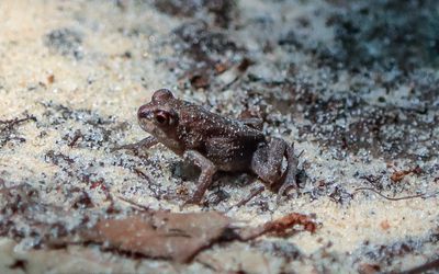 Frog, less than an inch long, along the Pitcher Plant Trail in Big Thicket National Preserve