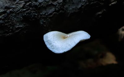 White shelf fungus along the Beaver Slide Trail in Big Thicket National Preserve