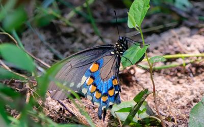 Pipeline swallowtail butterfly along the Beaver Slide Trail in Big Thicket National Preserve