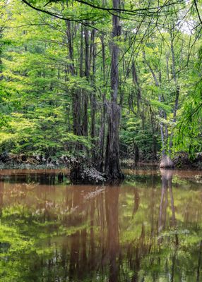 Reflections in a cypress acid bog along the Beaver Slide Trail in Big Thicket National Preserve
