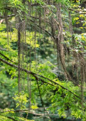 Moss hanging from a cypress tree along the Beaver Slide Trail in Big Thicket National Preserve