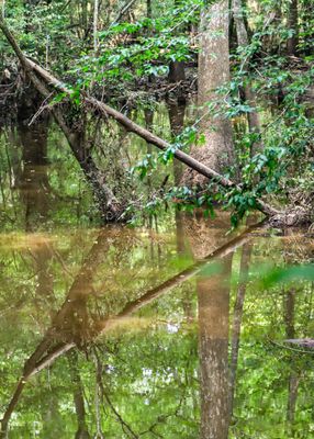 Reflection in the water of Big Sandy Creek along the Beaver Slide Trail in Big Thicket National Preserve