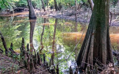 Scene along Big Sandy Creek on the Beaver Slide Trail in Big Thicket National Preserve