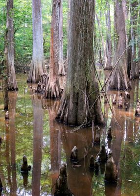 Reflections in cypress slough along the Beaver Slide Trail in Big Thicket National Preserve