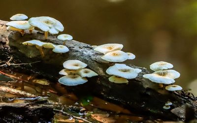 White shelf fungus on a log along the Beaver Slide Trail in Big Thicket National Preserve