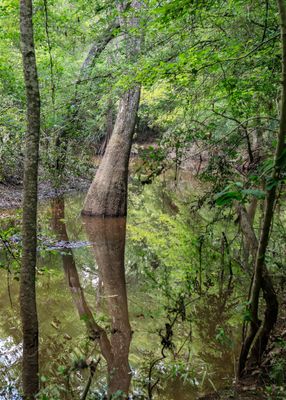Reflections in a slough along the Beaver Slide Trail in Big Thicket National Preserve