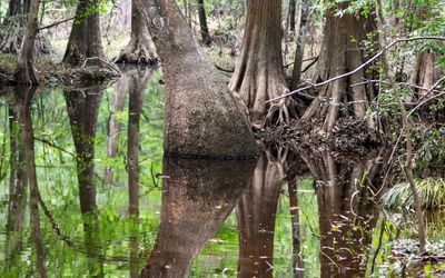 Big Sandy Creek along the Beaver Slide Trail in Big Thicket National Preserve