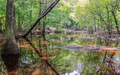 Big Sandy Creek along the Beaver Slide Trail in Big Thicket National Preserve