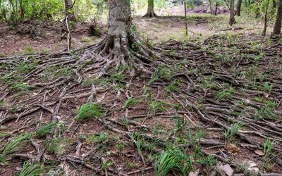 Expansive root system along the Beaver Slide Trail in Big Thicket National Preserve