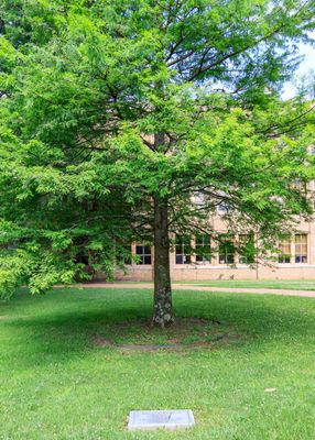 Bald Cypress tree planted by class of 1957 in Little Rock Central HS NHS
