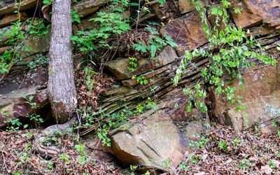 Rock formation and twisted tree in Cumberland Gap NHP