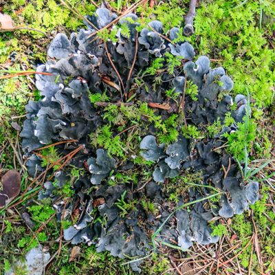 Lichen along the Fort McCook Trail in Cumberland Gap NHP