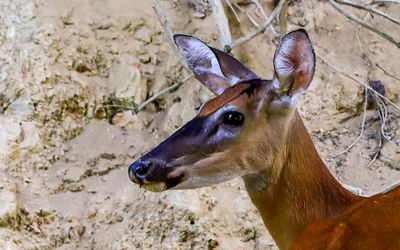 Deer along the Sugar Run Road in Cumberland Gap NHP