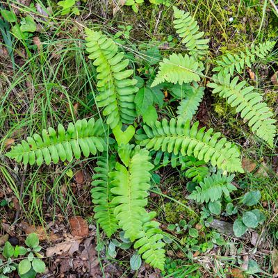 Ferns along the Wilderness Road Trail in Cumberland Gap NHP