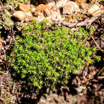 Plant at the base of a tree along the Wilderness Road Trail in Cumberland Gap NHP