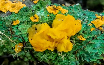 Colorful fungus on a dead tree limb along the Wilderness Road Trail in Cumberland Gap NHP