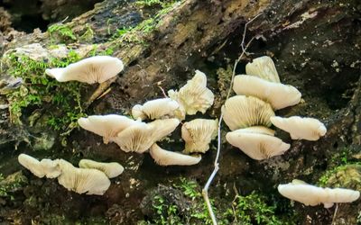 Fungus on a downed tree along the Wilderness Road Trail in Cumberland Gap NHP