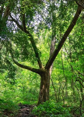 Tree silhouetted against the bright forest along the Wilderness Road Trail in Cumberland Gap NHP