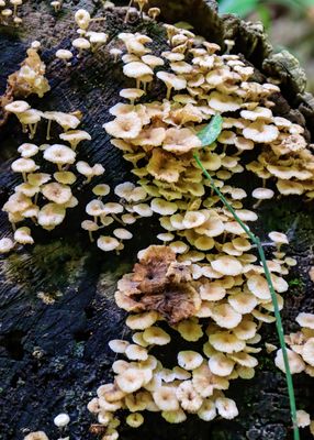 Fungus growing on a dead tree stump along the Wilderness Road Trail in Cumberland Gap NHP