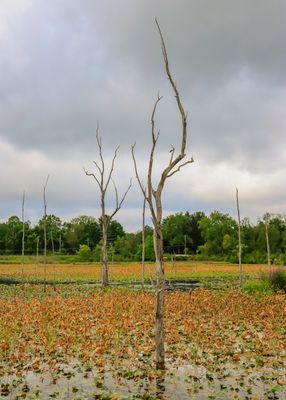 Dead, waterlogged trees in Beaver Marsh - Cuyahoga Valley NP 