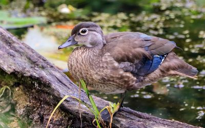 Duck on a downed tree log in Beaver Marsh - Cuyahoga Valley NP