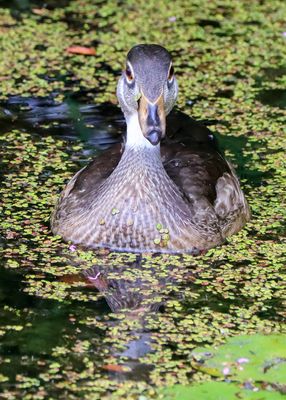 Closeup of a duck in Beaver Marsh - Cuyahoga Valley NP