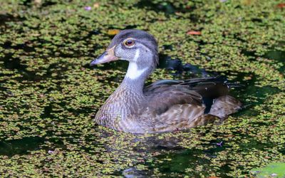 Duck in Beaver Marsh - Cuyahoga Valley NP