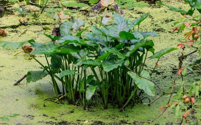 Delta arrowhead plants growing in Beaver Marsh - Cuyahoga Valley NP
