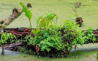 Numerous plants growing on a dead tree in Beaver Marsh - Cuyahoga Valley NP