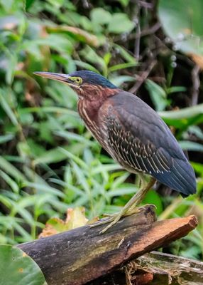 Green heron in Beaver Marsh - Cuyahoga Valley NP
