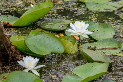 Lily pads blooming in Beaver Marsh - Cuyahoga Valley NP