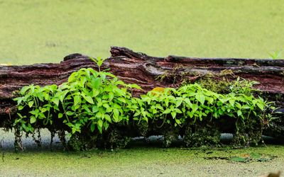 Plants growing on a tree in Beaver Marsh - Cuyahoga Valley NP