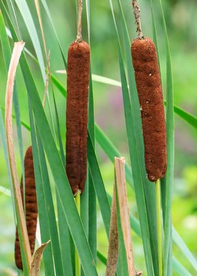Cattails standing tall in Beaver Marsh - Cuyahoga Valley NP