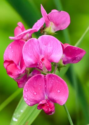 Flowers blooming in Beaver Marsh - Cuyahoga Valley NP