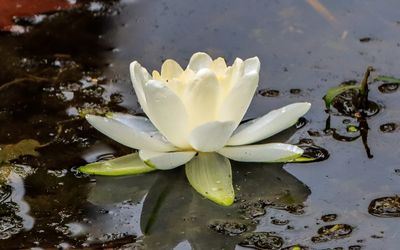A lily blooming in Beaver Marsh - Cuyahoga Valley NP