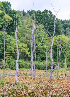 Dead trees standing in the waters of Beaver Marsh - Cuyahoga Valley NP