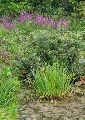 View of the abundant plant life in Beaver Marsh - Cuyahoga Valley NP