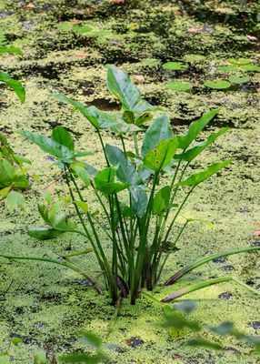 Delta arrowhead plant growing in Beaver Marsh - Cuyahoga Valley NP