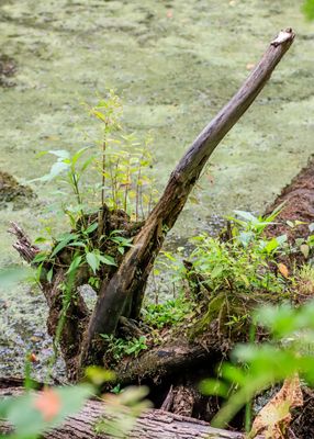 Plant life growing on a downed tree in Beaver Marsh - Cuyahoga Valley NP