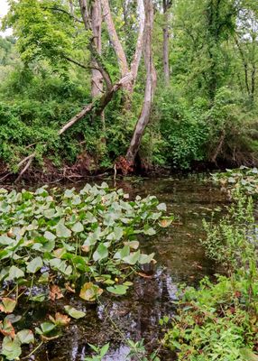 Large trees on the edge of Beaver Marsh - Cuyahoga Valley NP