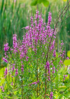 Flowers blooming in Beaver Marsh - Cuyahoga Valley NP