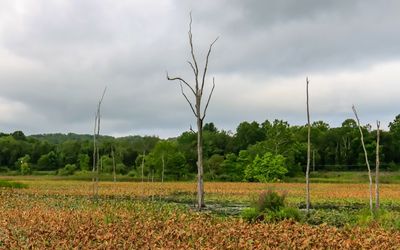 The view across Beaver Marsh - Cuyahoga Valley NP