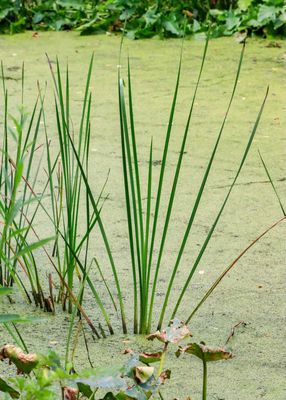 Grasses growing in Beaver Marsh - Cuyahoga Valley NP