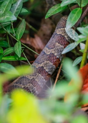 Cuyahoga Valley NP – Beaver Marsh – Ohio